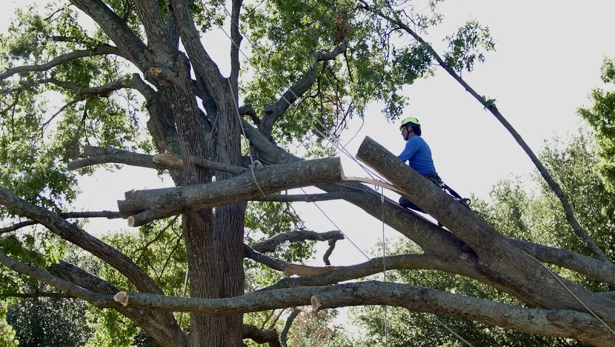 Professional Crown Thinning performed by certified arborists in Talbott