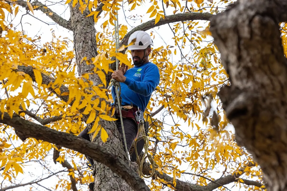Skilled Tree Planting crew working in Talbott