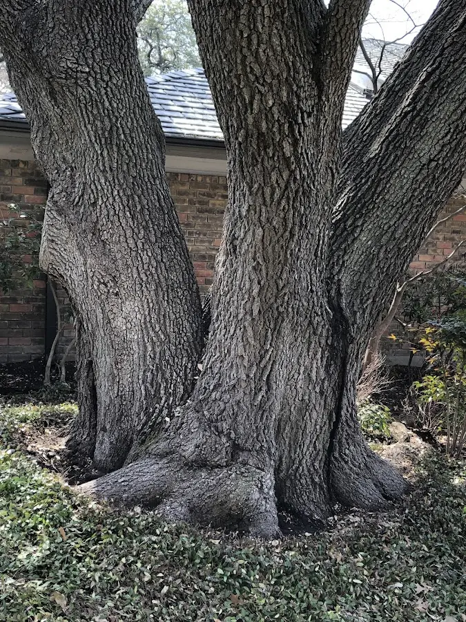 Mature heritage tree close to a Talbott property cared for by certified arborists